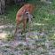 White-tailed deer