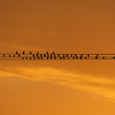 Birds perch on electric wires