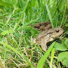 Common toad