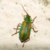 Leaf Beetle