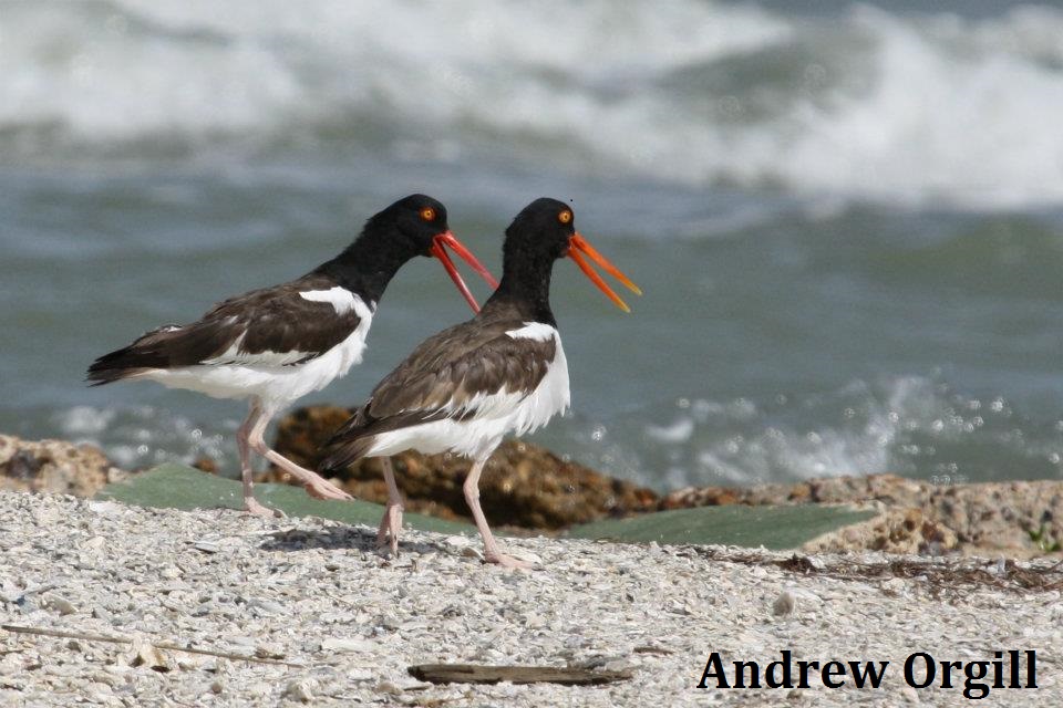 American Oystercatcher