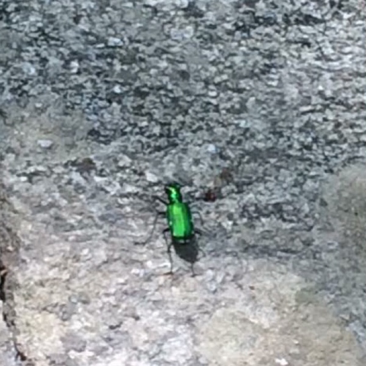 Six-spotted Tiger Beetle