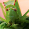 Bush-cricket