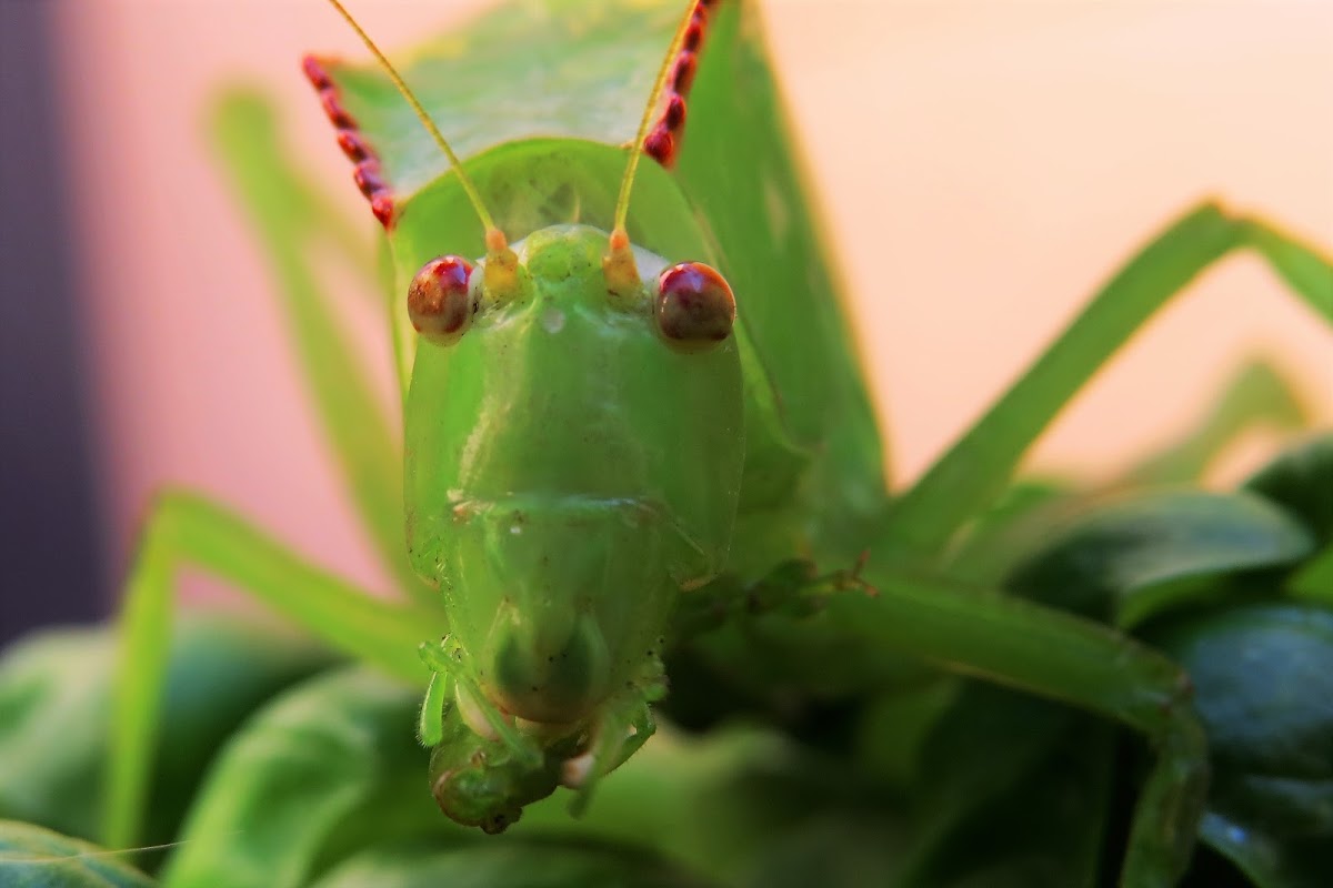 Bush-cricket