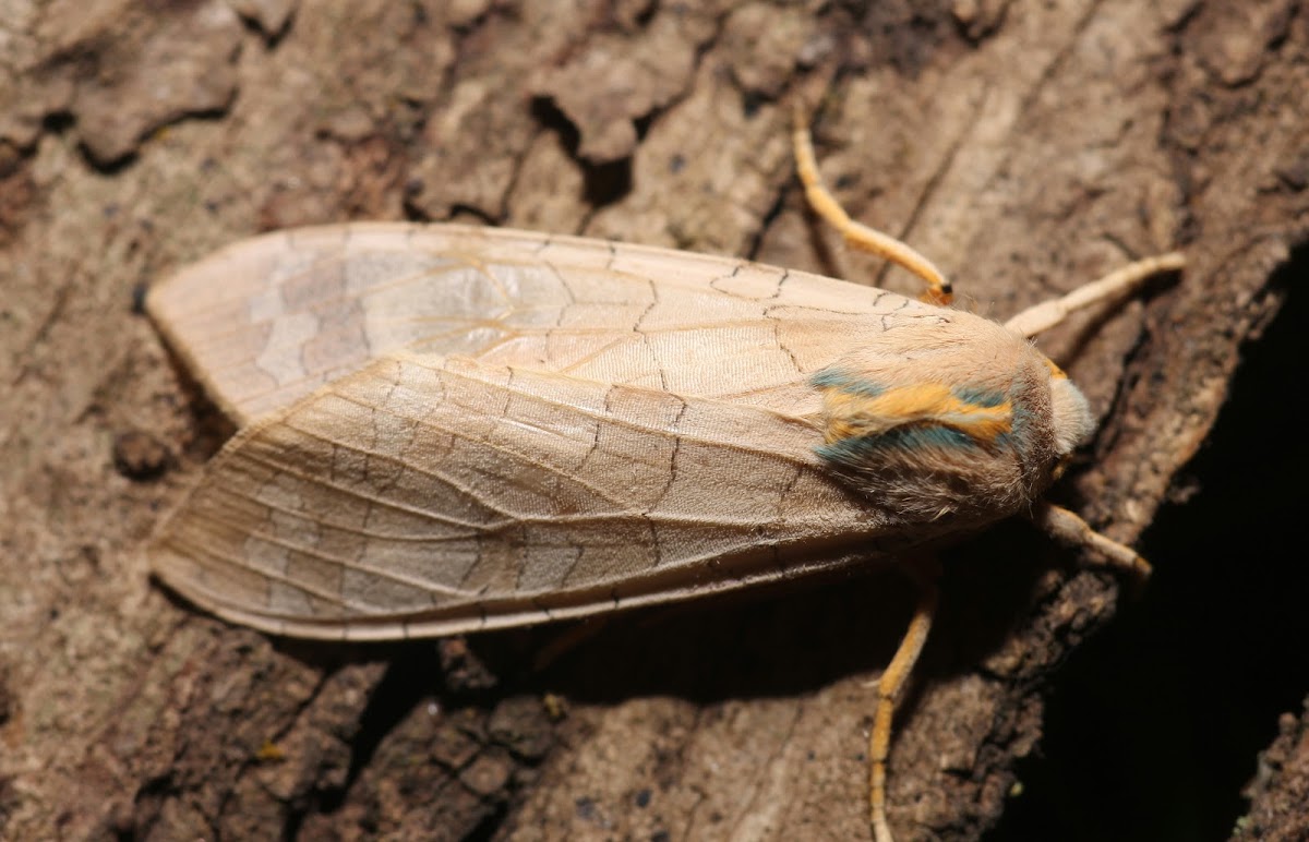 Banded Tussock - 8203