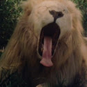 African Lion