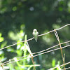 calliope hummingbird