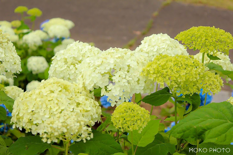 ヴォクシーの石川県・６月もよろしくお願いします・ヴォクシー・紫陽花と愛車・梅雨入りに関するカスタム事例の投稿画像5枚目