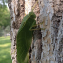 Broadwinged Katydid