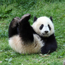 Panda Controls chrome extension