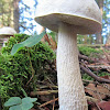 White birch bolete