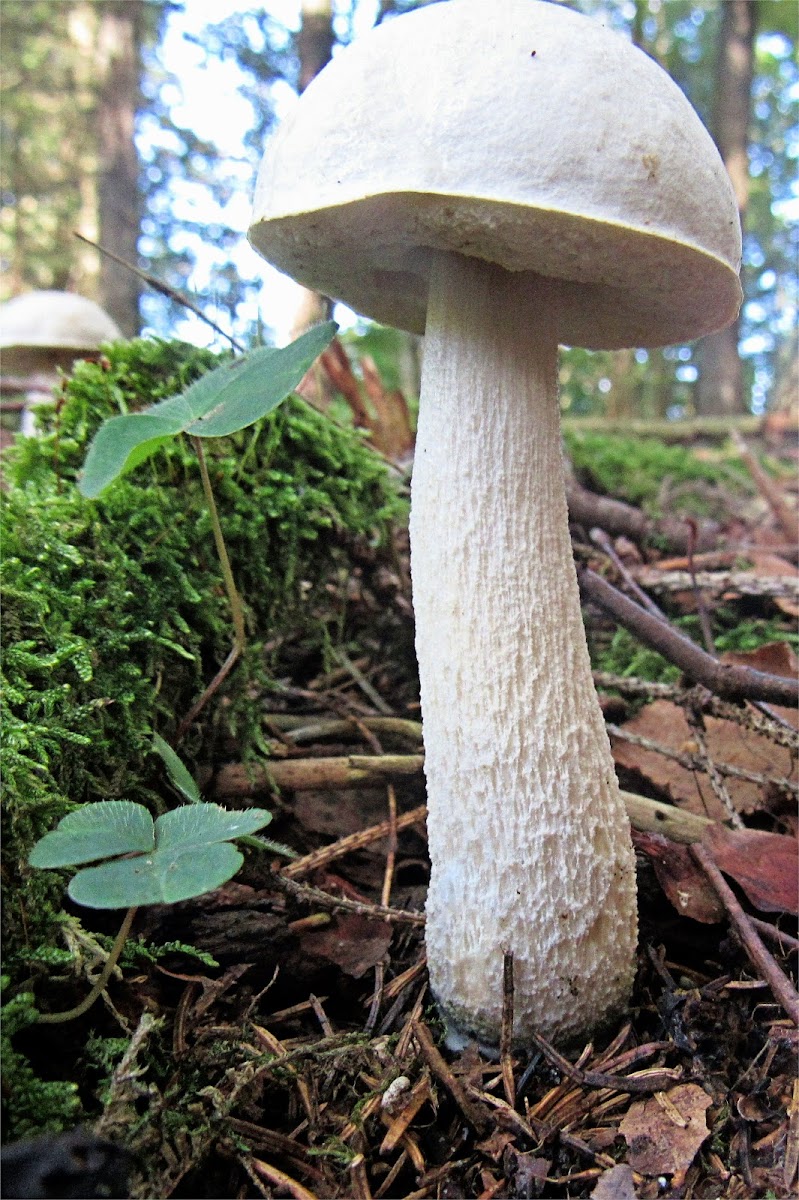 White birch bolete