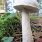 White birch bolete