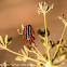 Italian Striped Shield Bug