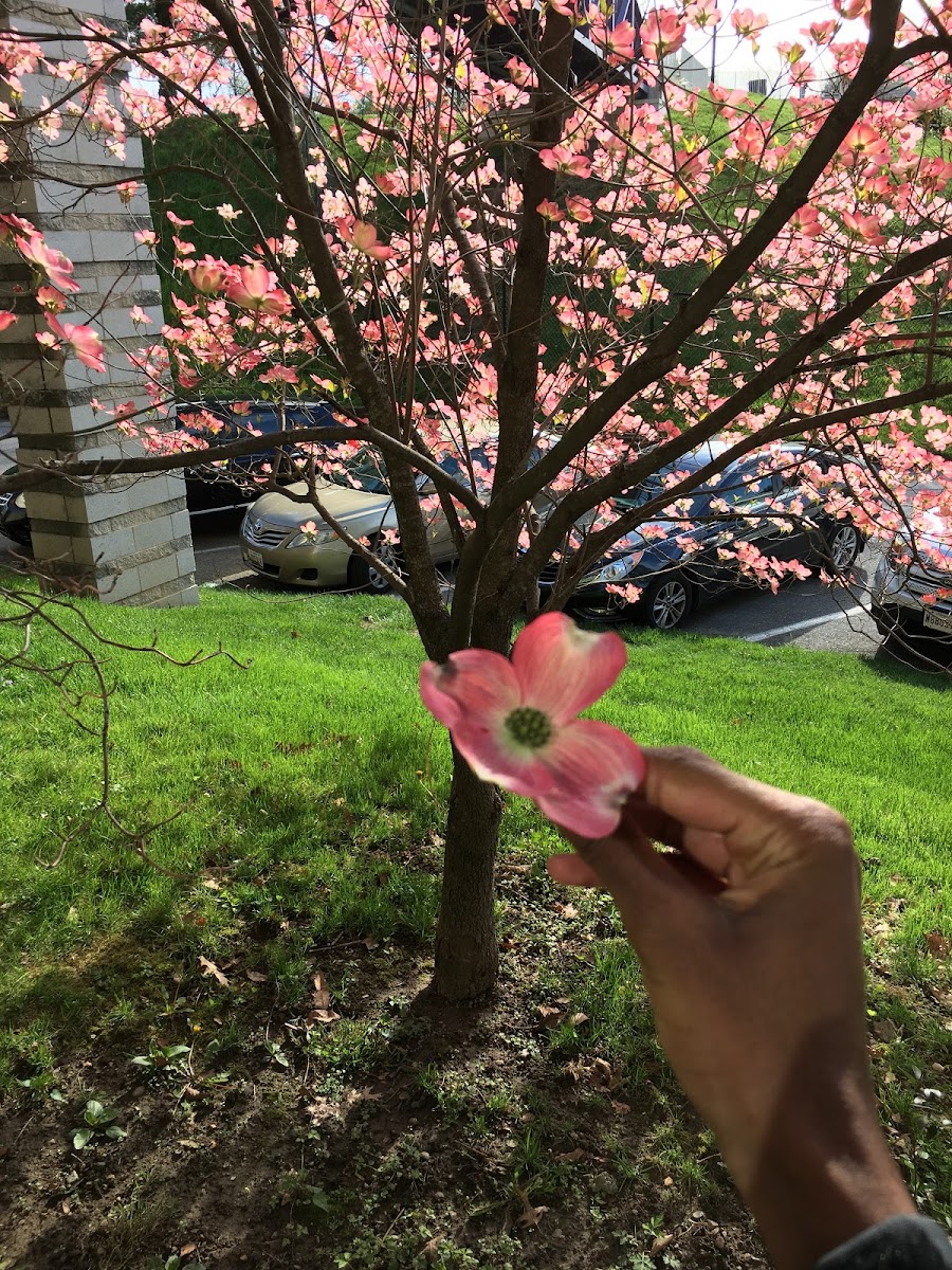 Pink Dogwood Tree