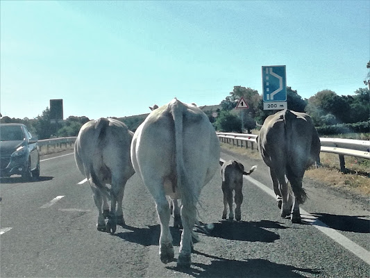 con tutta la famiglia in viaggio di Inge