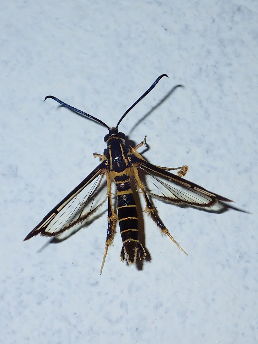 Clearwing Moth