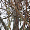 Long-tailed Tit, Schwanzmeise