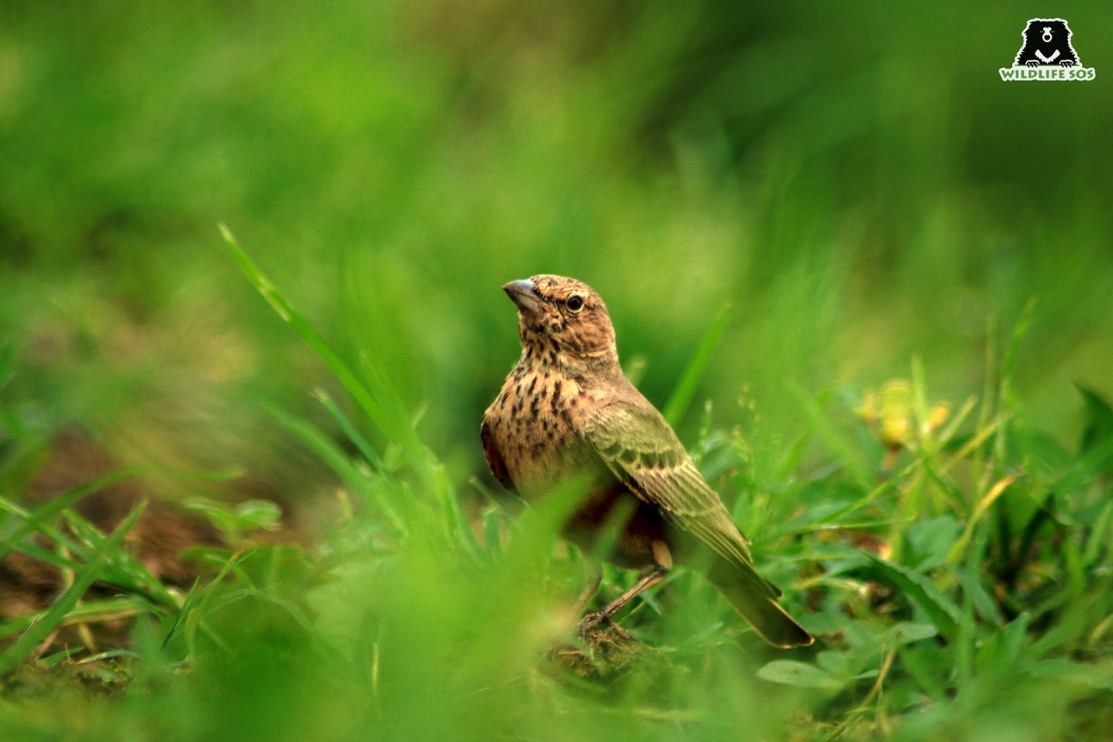 bush lark bird