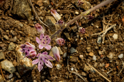 Scilla autumnalis