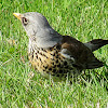 Fieldfare