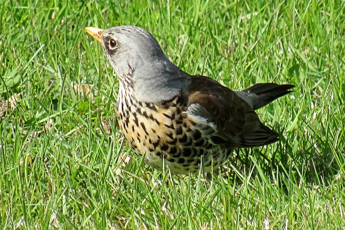 Fieldfare