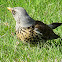 Fieldfare