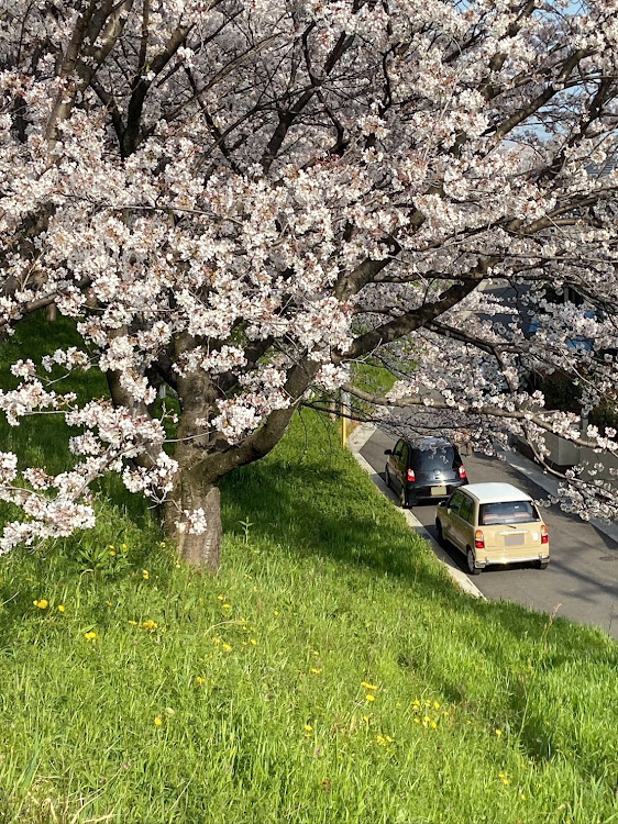 エッセの桜・ミラジーノ L700s・4月エントリー・桜とコラボ・目指せPickUpCarsに関するカスタム事例の投稿画像4枚目