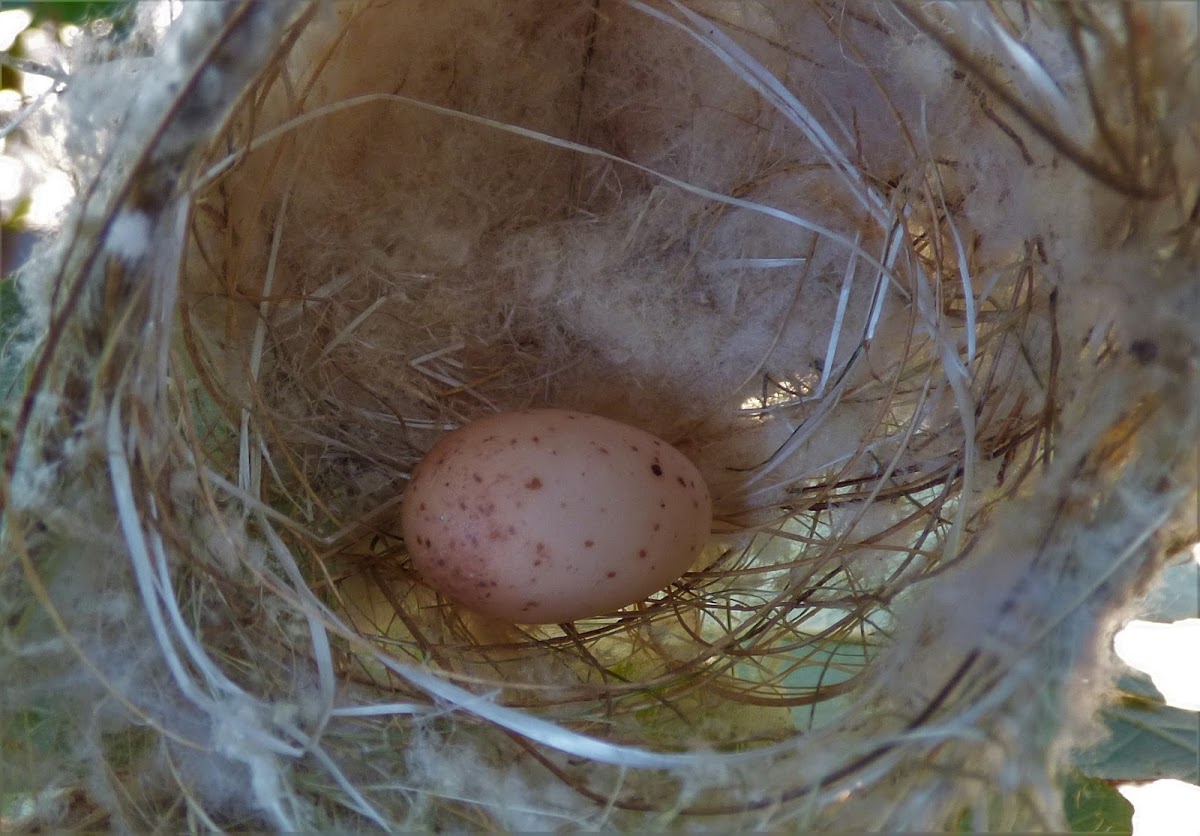 Yellow-tinted Honeyeater Egg (in nest)