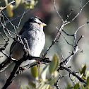 White-crowned Sparrow