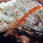 Ornate ghost pipefish