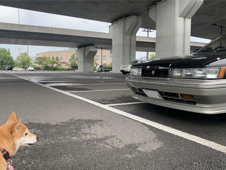 レパードの愛犬とドライブ・豆柴の居る暮らし・曇り空ドライブ・車が集まるスポット・楽しい時間に関するカスタム事例の投稿画像3枚目