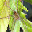 Garden spider