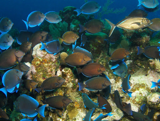 Blue tang in the spectacular barrier reef of Roatan, Honduras. 