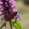 Tiger Moth