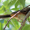 Eastern Towhee