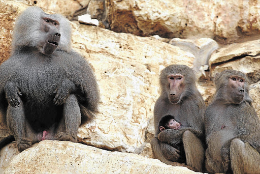 Brutal Truth Of Baboon Sex 