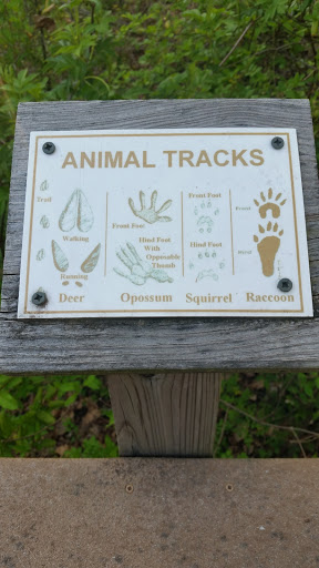 Animal Tracks