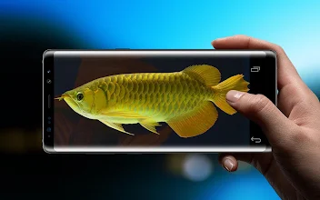 New Arowana Gold Livewallpaper Google Play のアプリ