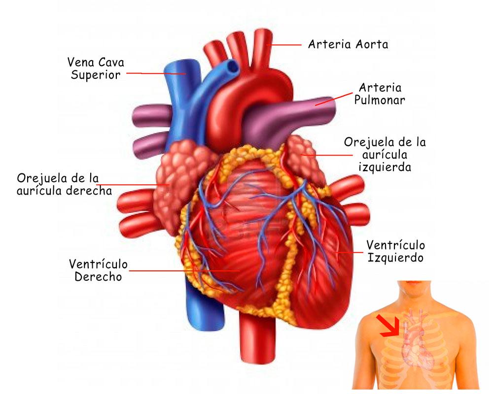 Vena aorta donde esta