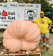 Wykus Lamprecht recently won the Goliat van Gat pumpkin festival with a record-breaking specimen named Liesbet, that weighed in at 890kg.

