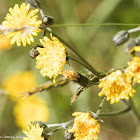 Perennial Sow-thistle