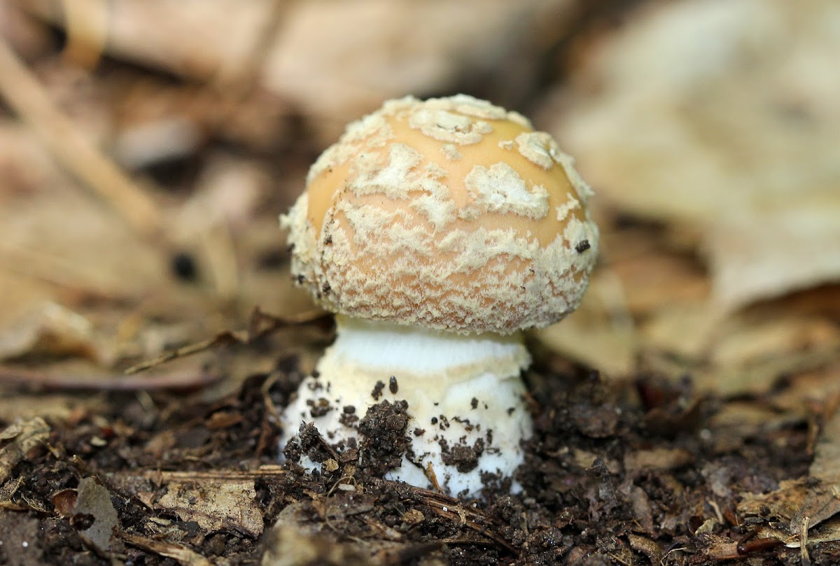 Poison Champagne Amanita