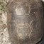 Gopher tortoise