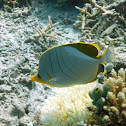 Yellowhead Butterflyfish