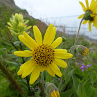 Chamisso Arnica