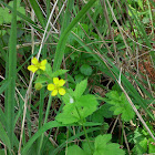 Large-leaved Avens