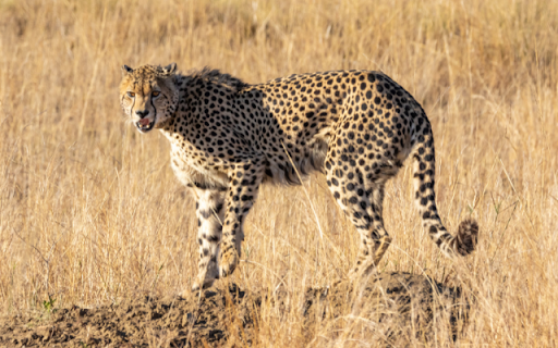 Cheetah Preview 1