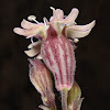 Tooth-petaled Catchfly