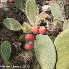 Prickly Pear